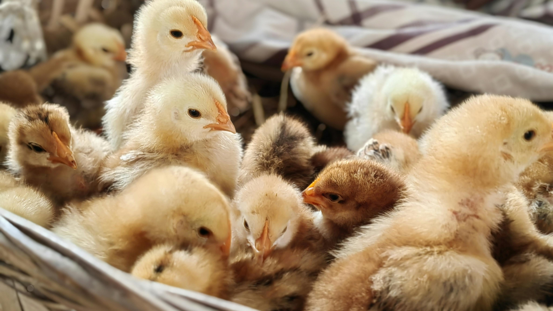 Producción de Carne - Avicultura